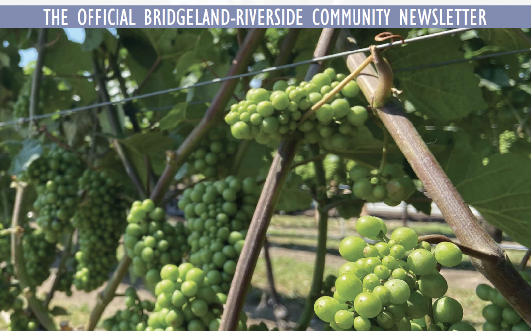 BRCA Bridges Newsletter - August 2021. Cover: Wine grapes